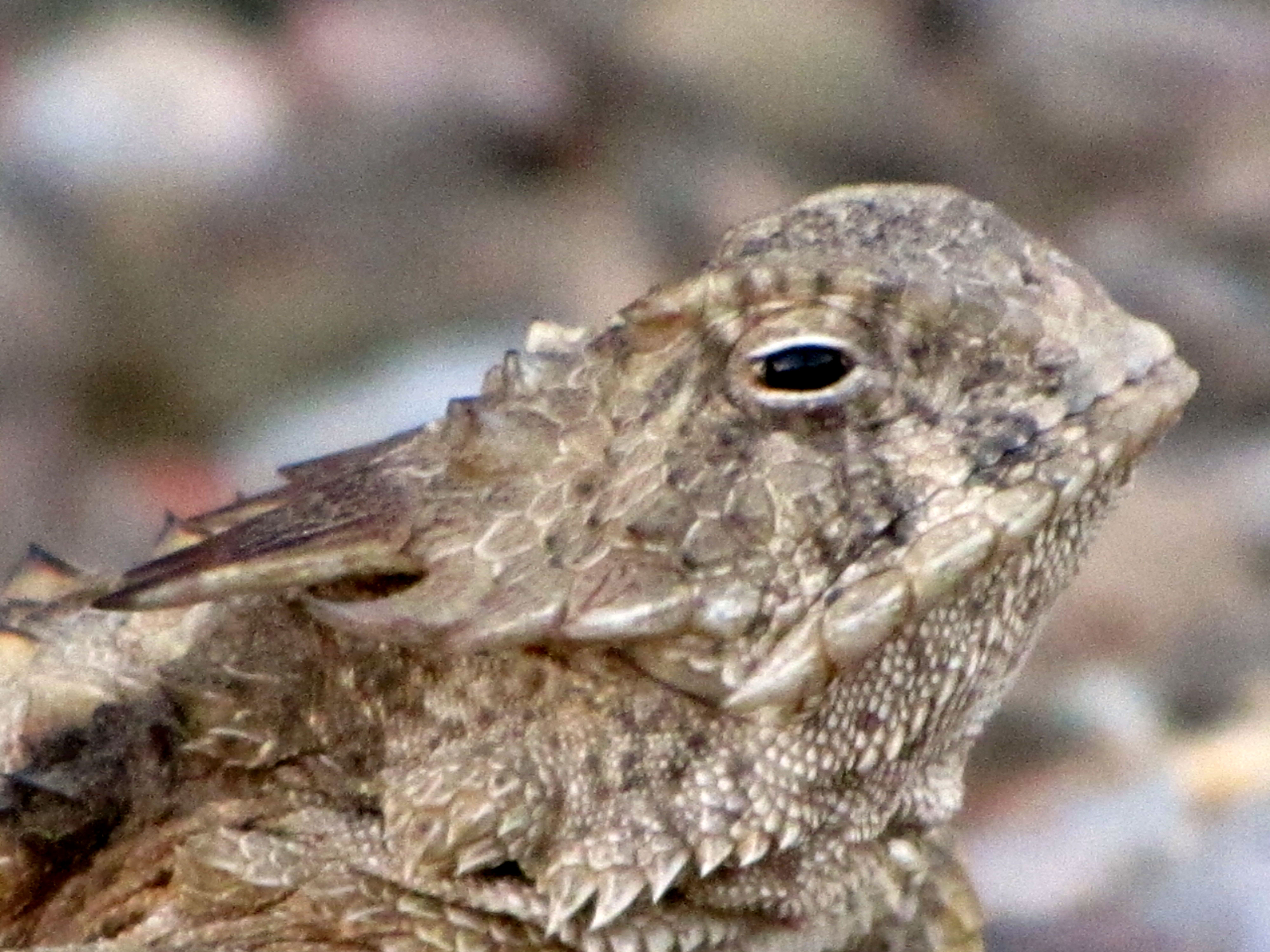 horned toad